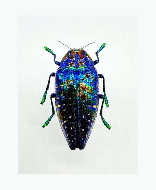 Blue Rainbow Jewel Beetle 'Polybothris sumptuosa gema'