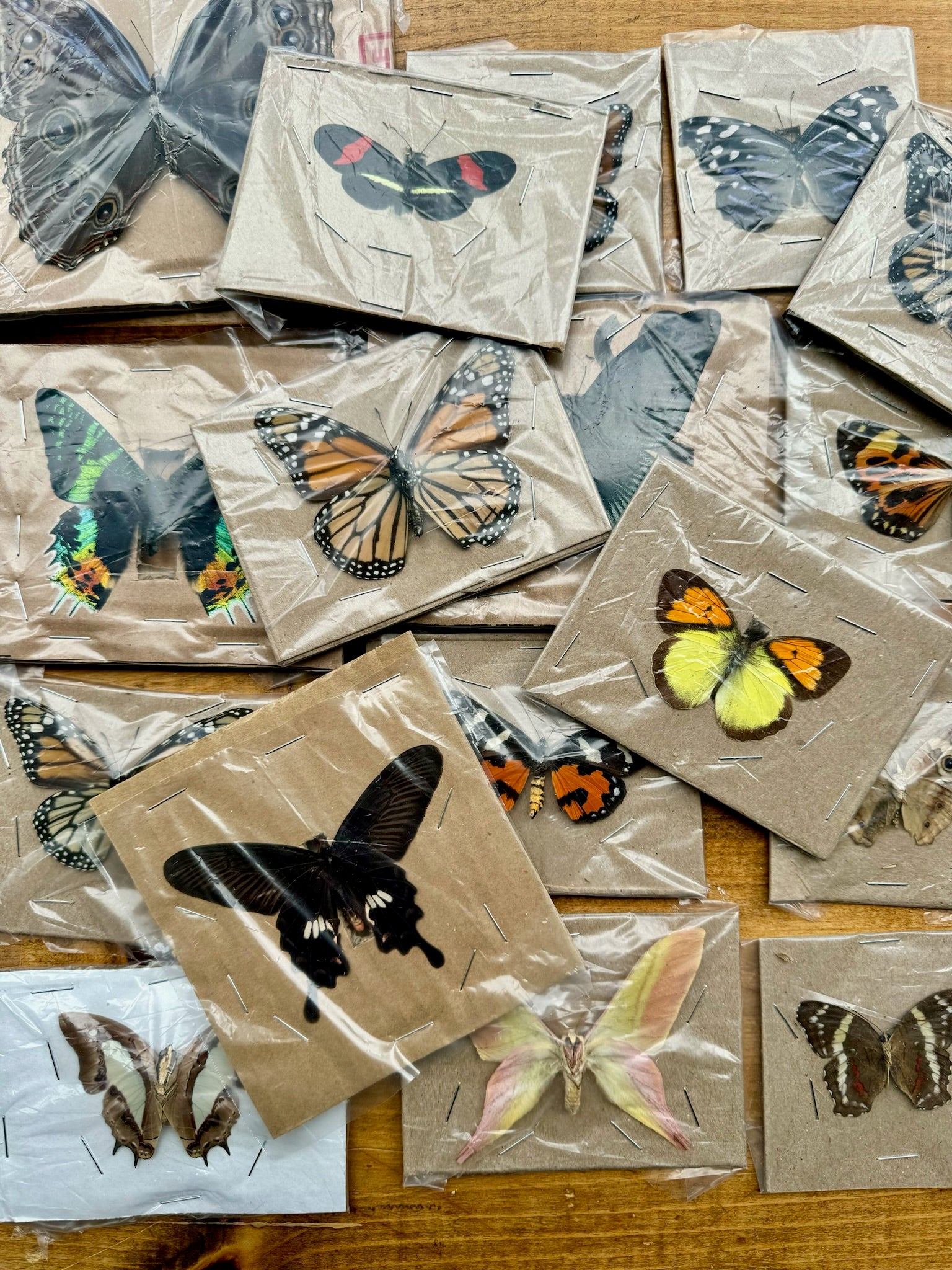 REAL Butterflies and Moths WINGS SPREAD open, Mixed Random Assortment