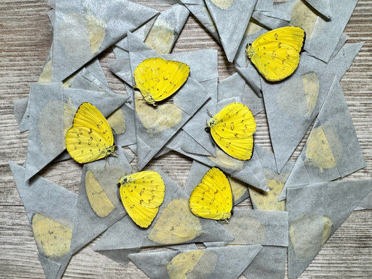 Lot of 5 REAL Yellow butterflies, Eurema hecabe, WHOLESALE