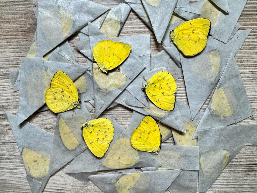 Lot of 5 REAL Yellow butterflies, Eurema hecabe, WHOLESALE