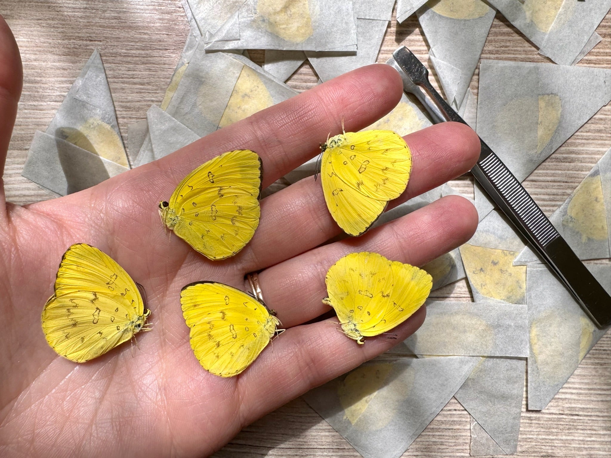 Lot of 5 REAL Yellow butterflies, Eurema hecabe, WHOLESALE