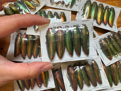 BULK WHOLESALE! Metallic Green Real Beetle, Chrysochroa aurora