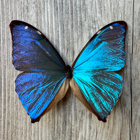 Blue Morpho Butterfly 'Morpho Aega' UNSPREAD