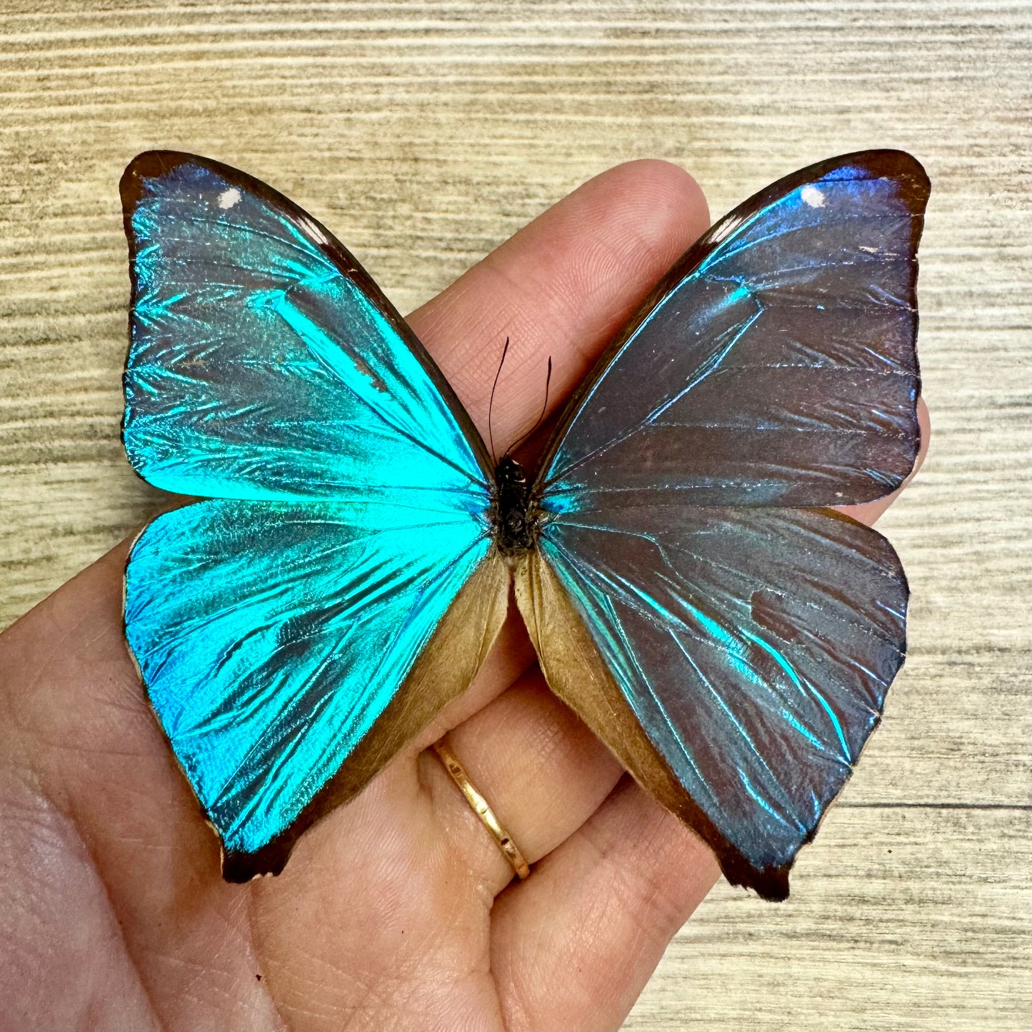 Blue Morpho Butterfly 'Morpho Aega' UNSPREAD