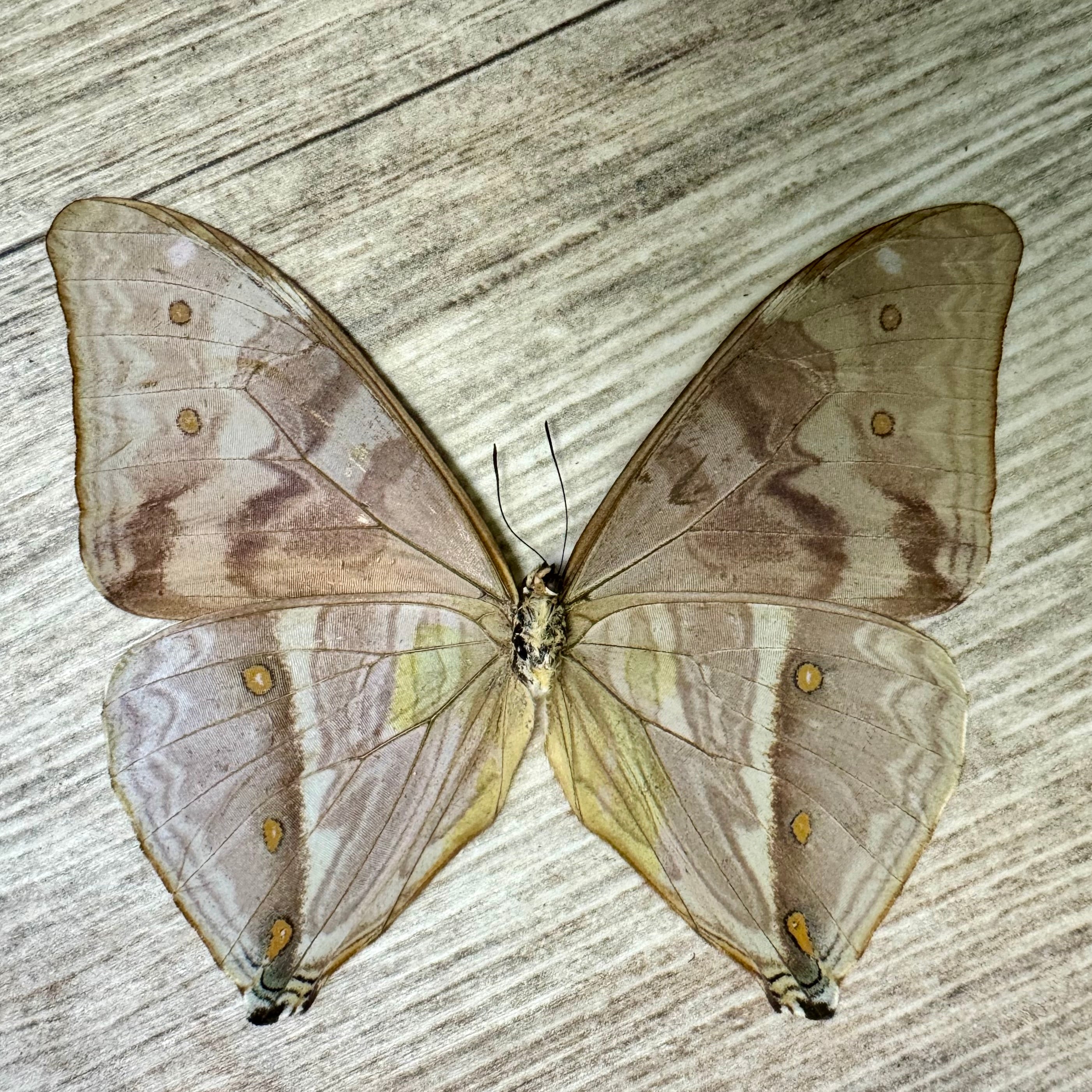 Blue Morpho Butterfly 'Morpho Aega' UNSPREAD – The Little