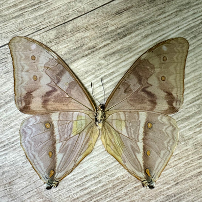 Blue Morpho Butterfly 'Morpho Aega' UNSPREAD