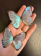 Blue Morpho Butterfly 'Morpho portis' A1- UNSPREAD