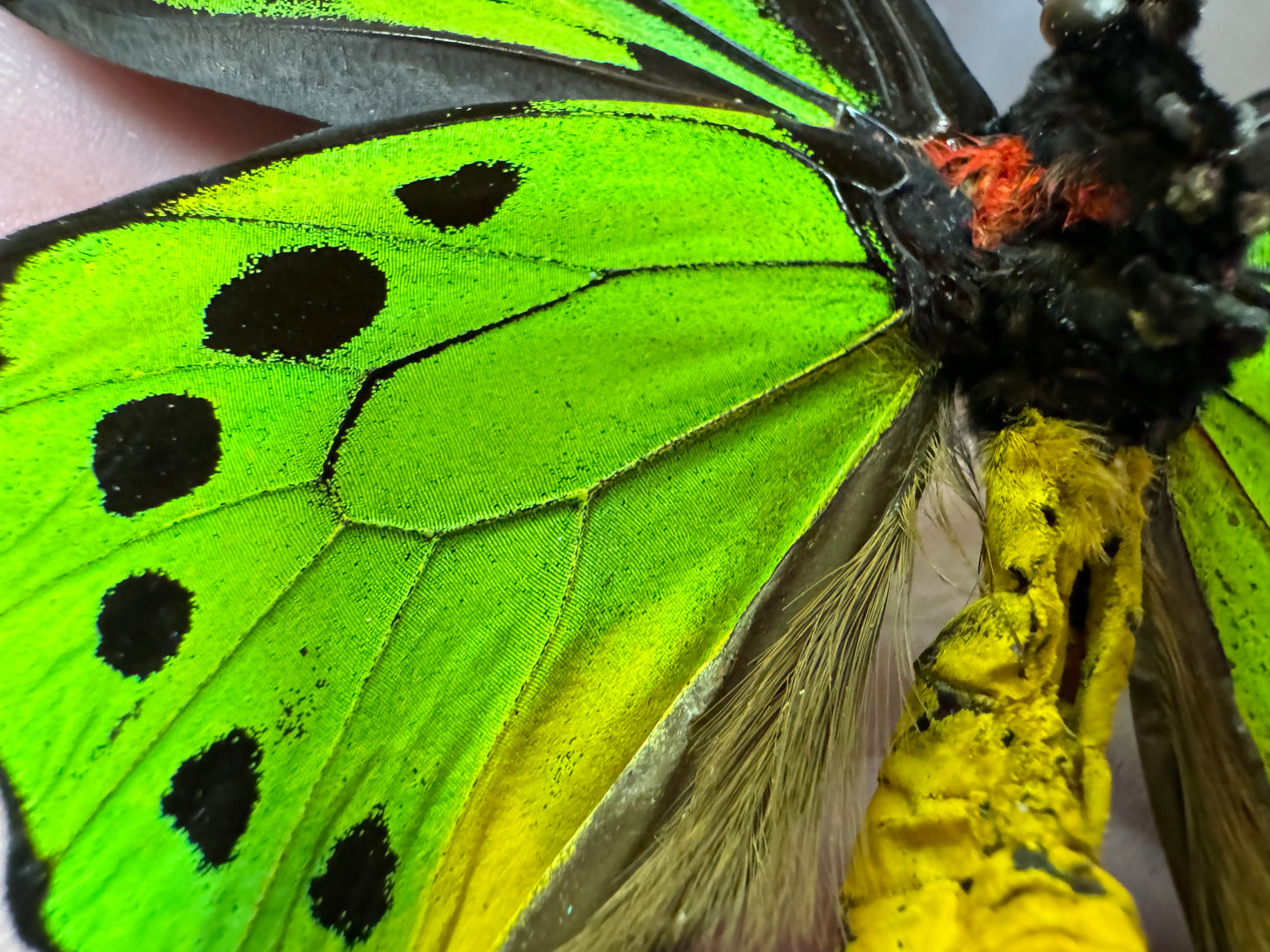 Green Birdwing Butterfly! Male 'Ornithoptera priamus poseidon'