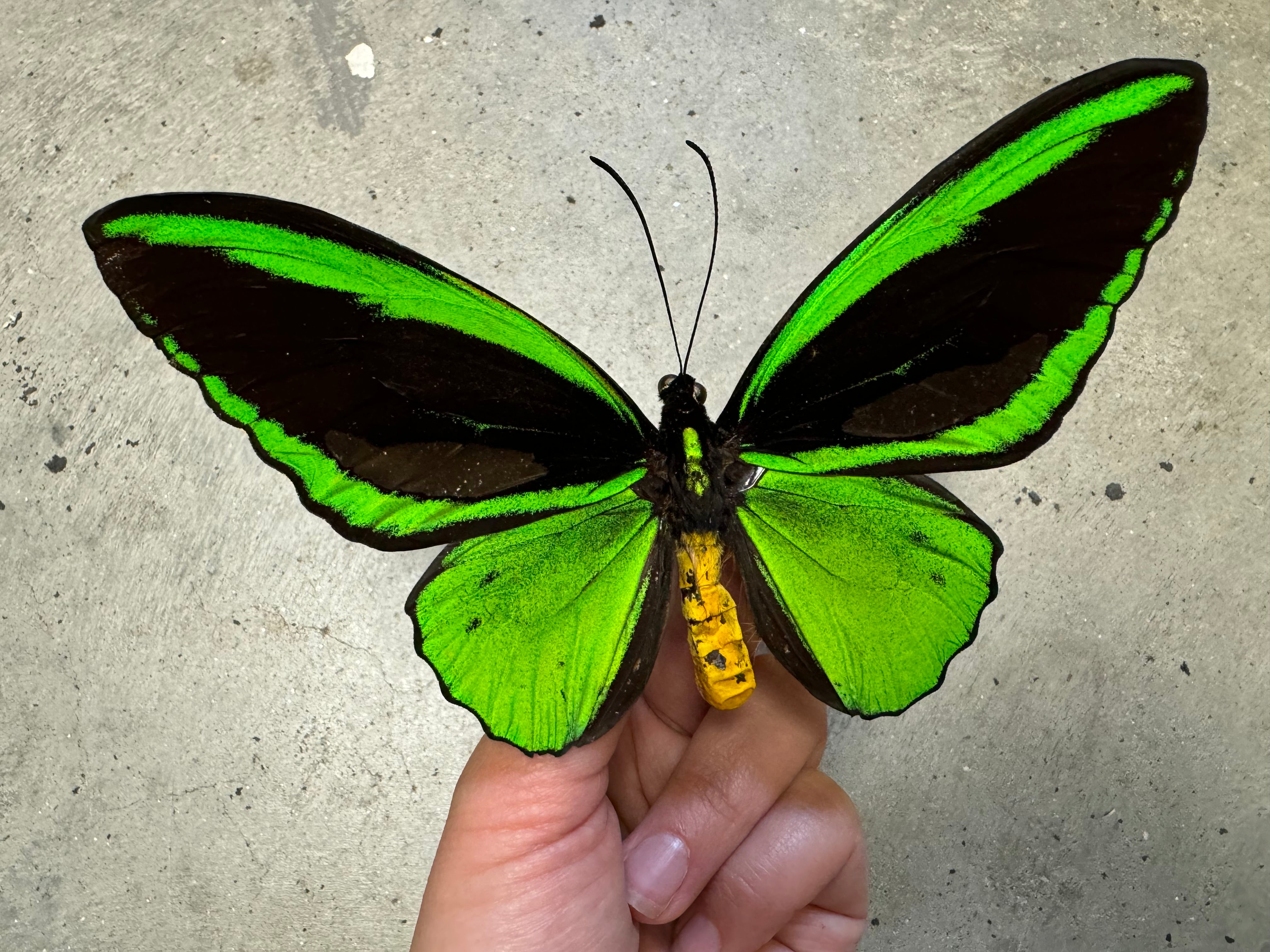 Green Birdwing Butterfly! Male 'Ornithoptera priamus poseidon