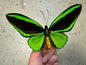 Green Birdwing Butterfly! Male 'Ornithoptera priamus poseidon'