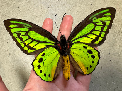 Green Birdwing Butterfly! Male 'Ornithoptera priamus poseidon'