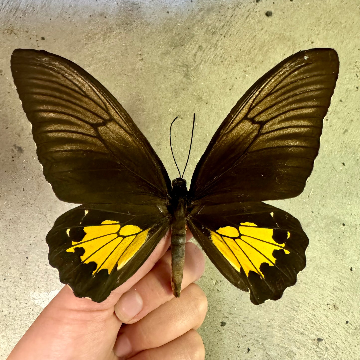 Birdwing Butterfly Female 'Troides oblongomaculatus papuensis' Spotted Yellow Birdwing