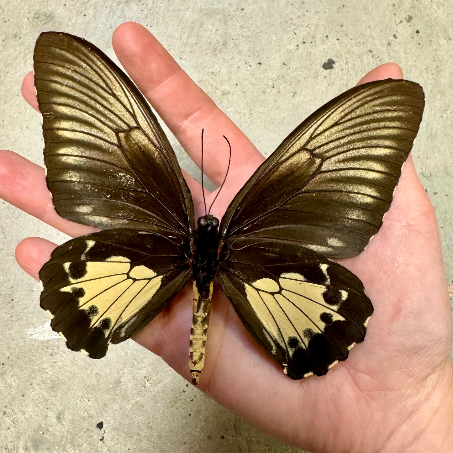 Birdwing Butterfly Female 'Troides oblongomaculatus papuensis' Spotted ...