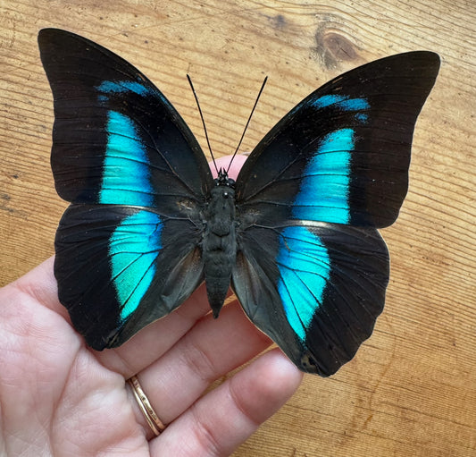 Banded Blue King Butterfly ' Prepona demophon' unmounted