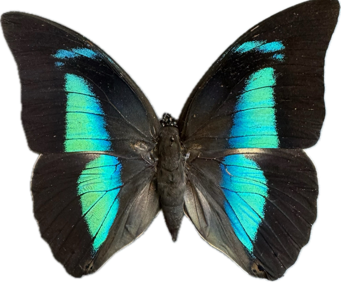 Banded Blue King Butterfly ' Prepona demophon' unmounted