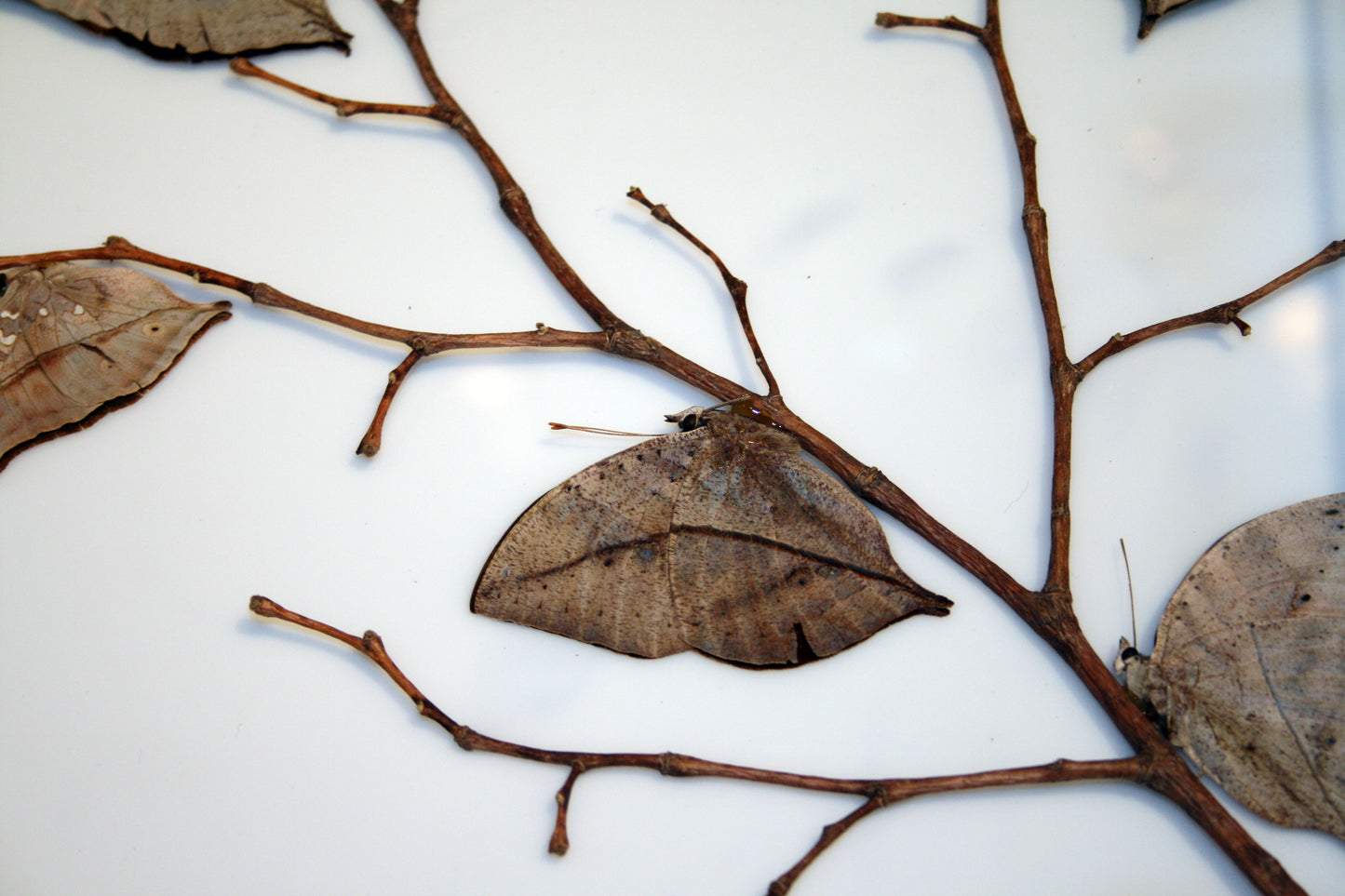 Kallima inachus, Dead Leaf Butterfly