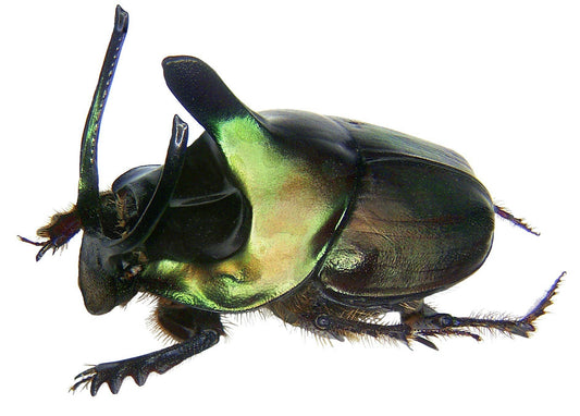 Emerald Dung Beetle PAIR 'Onthophagus mouhoti'