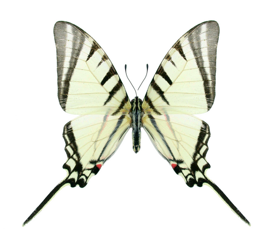 Eurytides agesilaus, Kite Swallowtail, Unpread