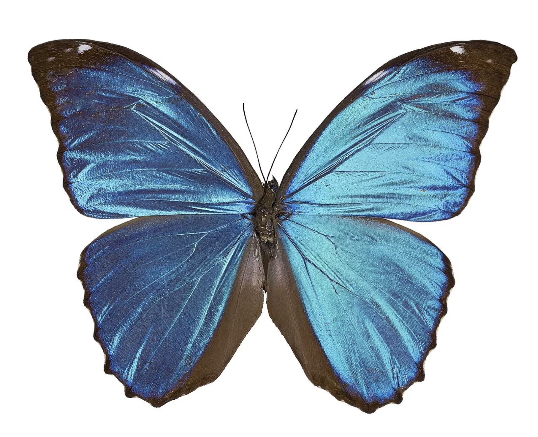 Blue Morpho Butterfly, REAL Morpho menelaus HUGE unspread
