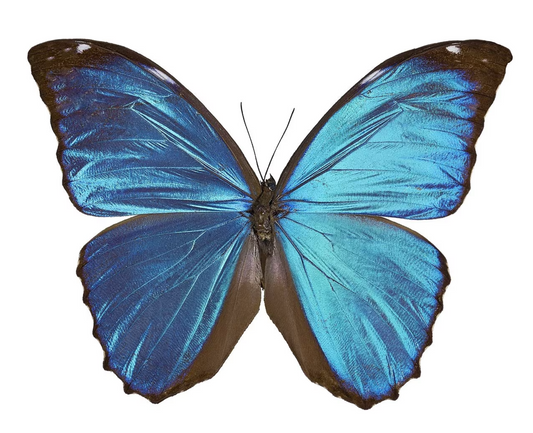 Blue Morpho Butterfly, REAL Morpho menelaus HUGE unspread