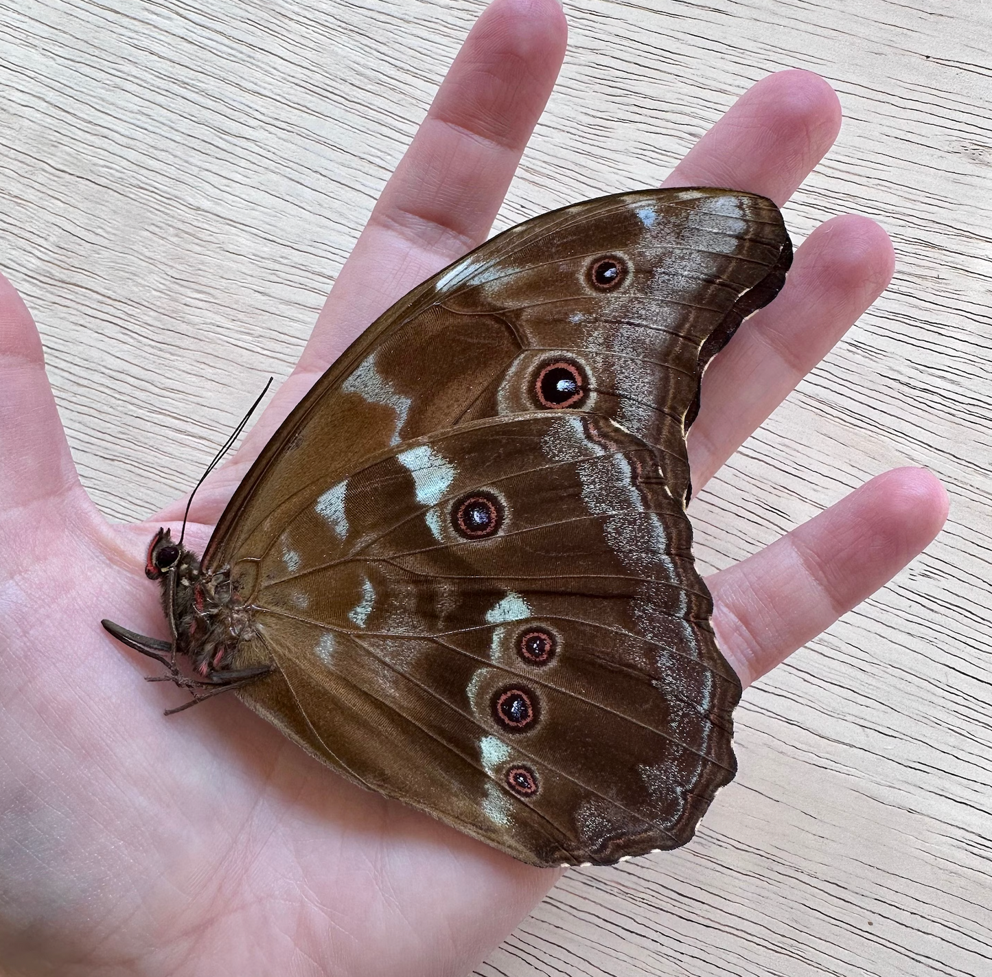 Blue Morpho Butterfly, REAL Morpho menelaus HUGE unspread