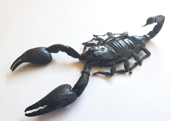SPREAD Heterometrus cyaneus REAL Scorpion – The Little Caterpillar