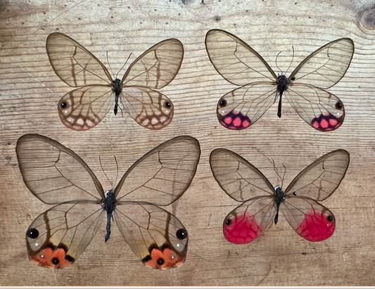 Mixed Lot of REAL Clearwing Butterflies, Random Selection, unspread