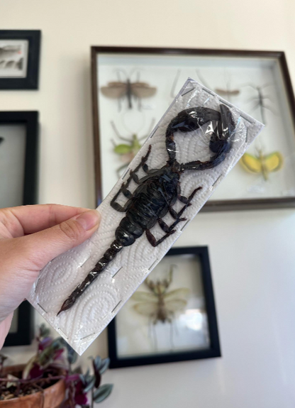 GIANT Laos Black Forest Scorpion Heterometrus laoticus