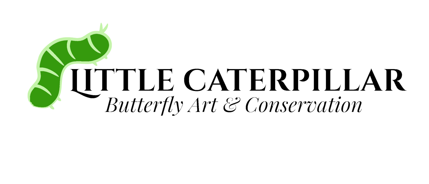 Little Caterpillar Gift Card