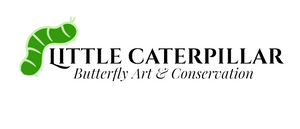 Lof of 5 LARGE Jewel Beetles 'Catoxantha opulenta' Wings Closed
