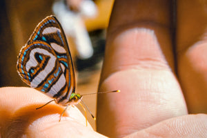 Butterfly Conservation