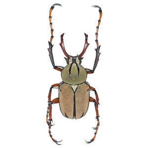 REAL Reindeer Horn Antler Beetle 'Dicranocephalus wallichii'