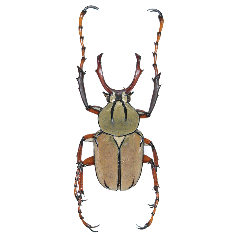 Framed and SPREAD Reindeer Horn Antler Beetle 'Dicranocephalus wallichii'