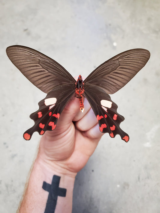 Windmill Swallowtail Butterfly, 'Byasa polyeuctes' Red and Black