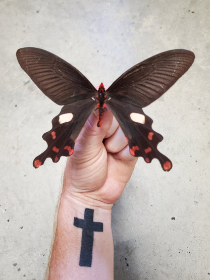 Windmill Swallowtail Butterfly, 'Byasa polyeuctes' Red and Black