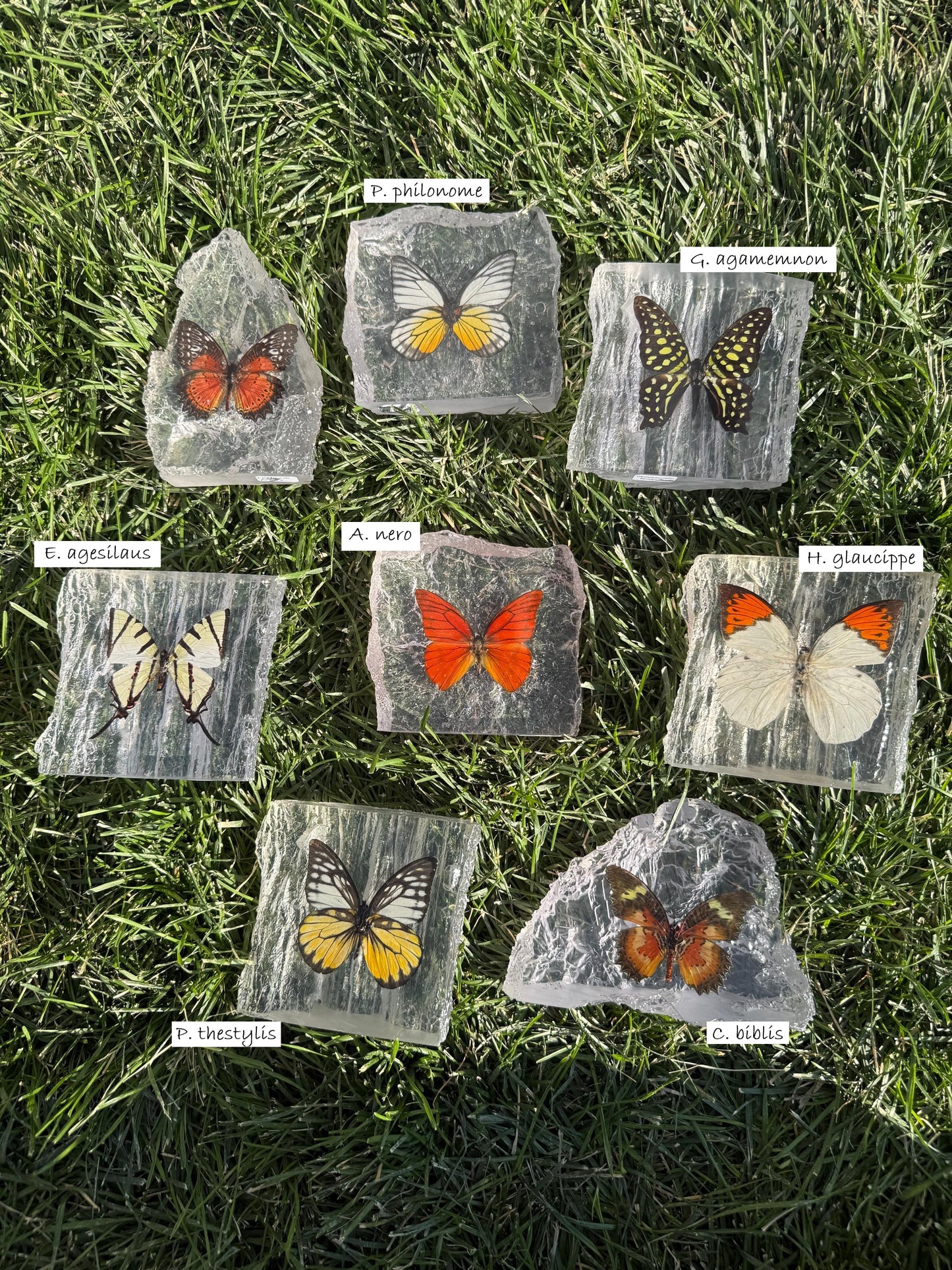 Resin Butterfly Glacier - Real Butterfly Specimens Encased in Crystal Resin