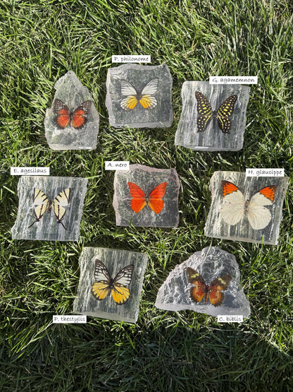 Resin Butterfly Glacier - Real Butterfly Specimens Encased in Crystal Resin