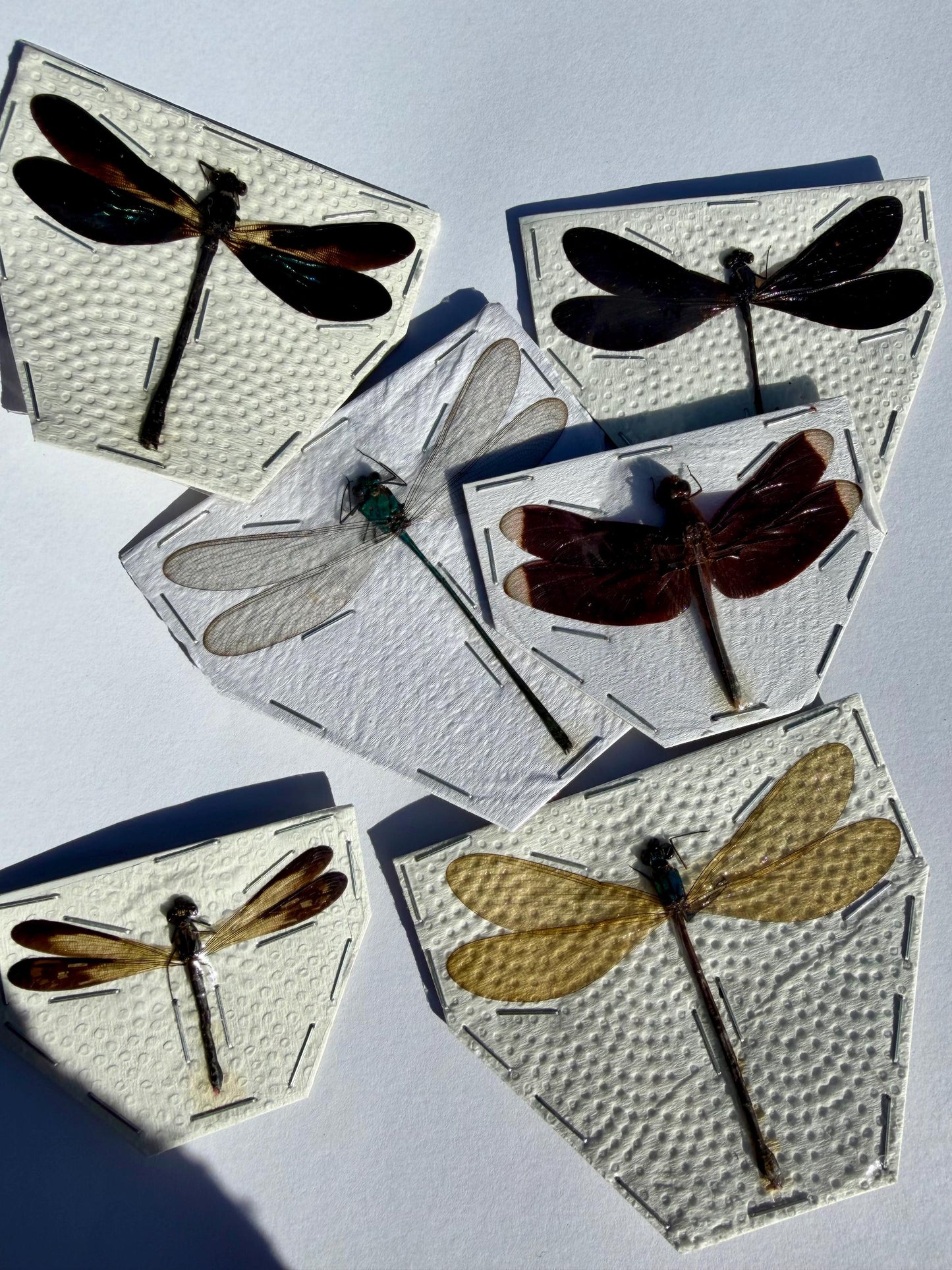 Mixed Dragonflies and Damselflies SPREAD Insects!