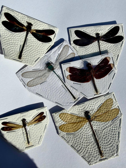 Mixed Dragonflies and Damselflies SPREAD Insects!