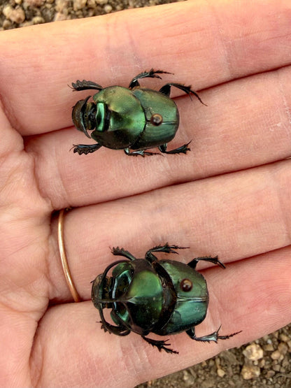 Emerald Dung Beetle PAIR 'Onthophagus mouhoti'
