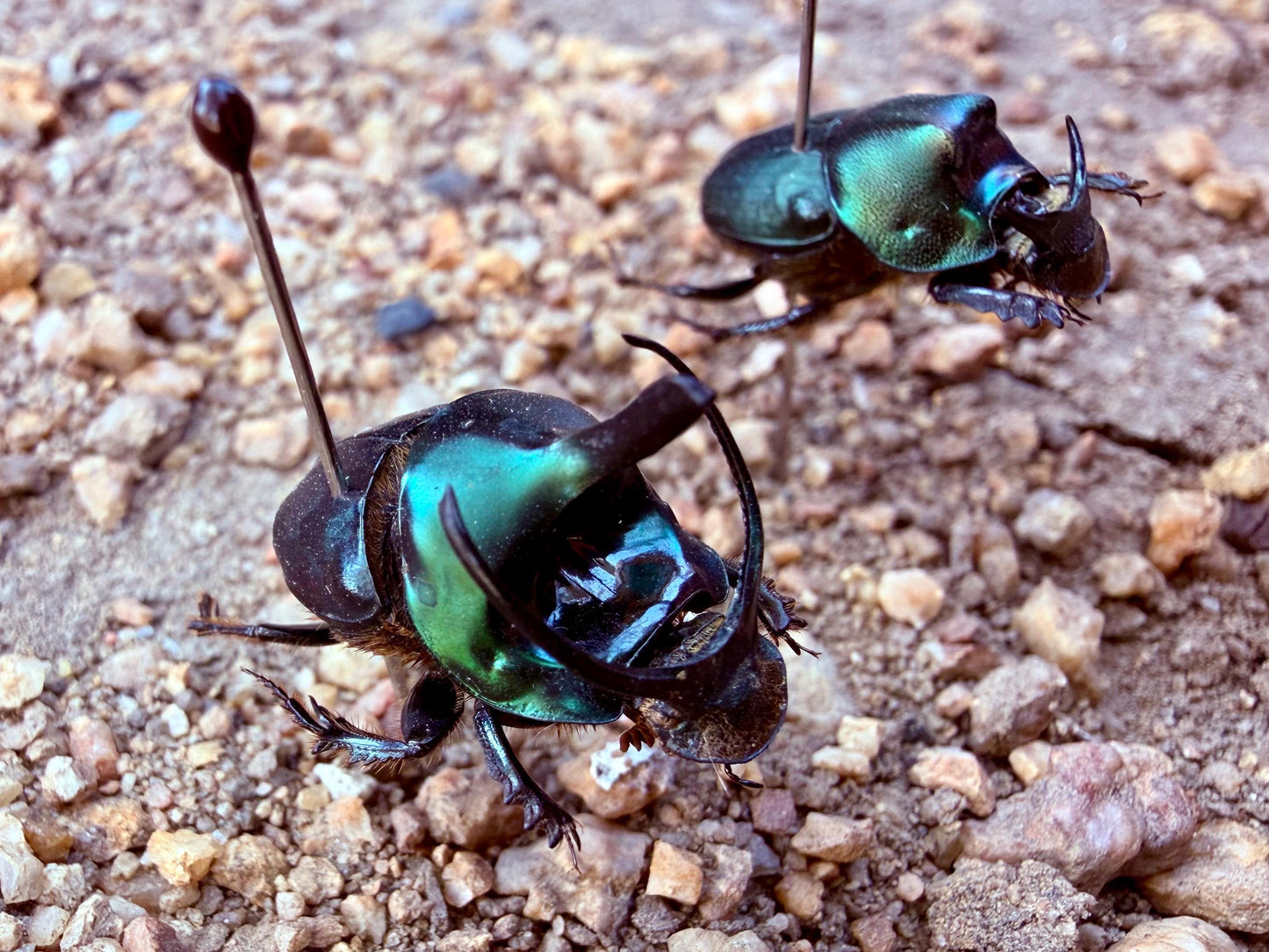 Emerald Dung Beetle PAIR 'Onthophagus mouhoti'
