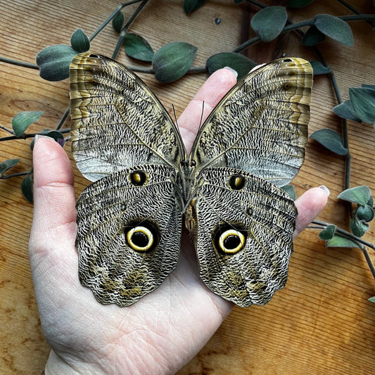 Caligo eurilochus, Giant Owl Butterfly