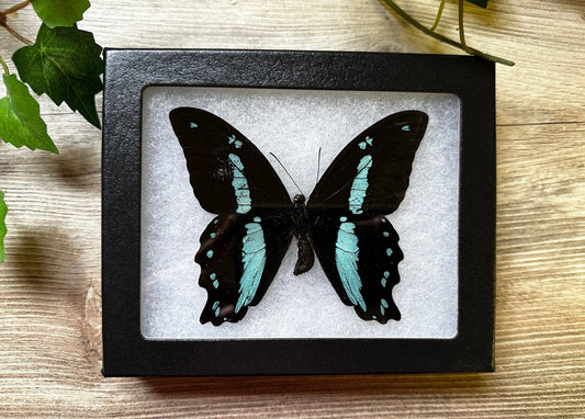 Green Banded Swallowtail 'Papilio nireus' REAL Swallowtail Butterfly SPREAD and FRAMED butterfly