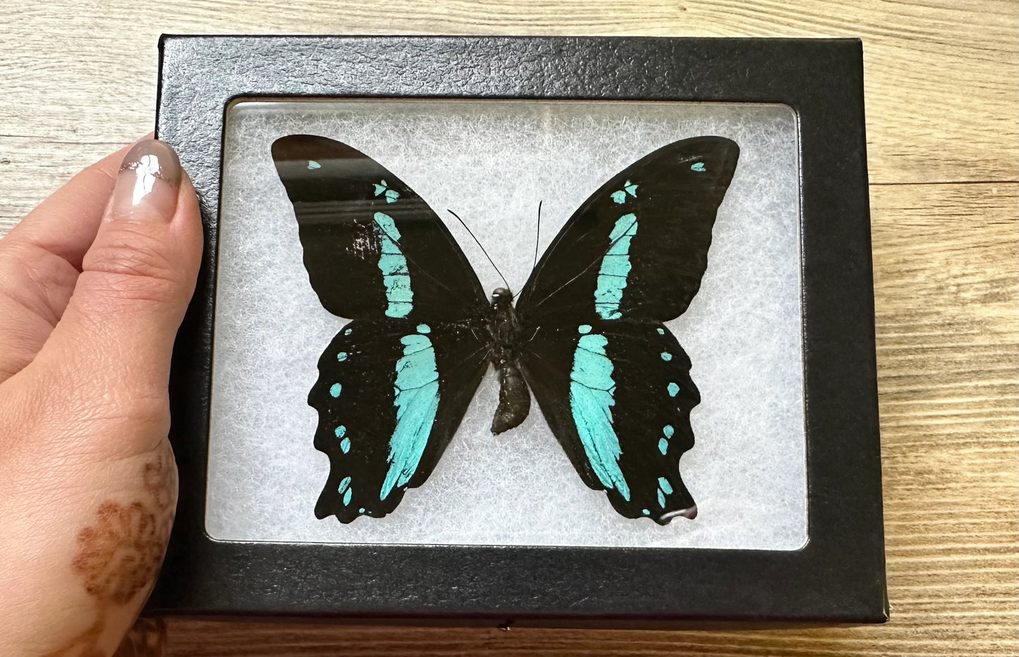 Green Banded Swallowtail 'Papilio nireus' REAL Swallowtail Butterfly SPREAD and FRAMED butterfly