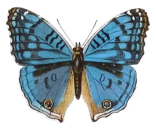 REAL Precis rhadama, Madagascar Blue Butterfly A1/A-, Dead, Dried, Preserved Insect Specimen