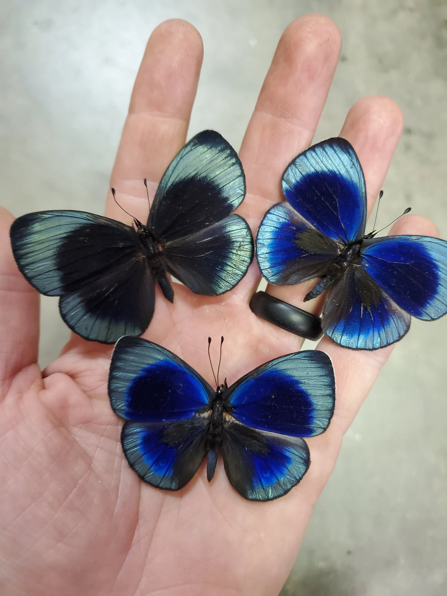 REAL Asterope optima philotina PAIR Blue Butterfly unmounted