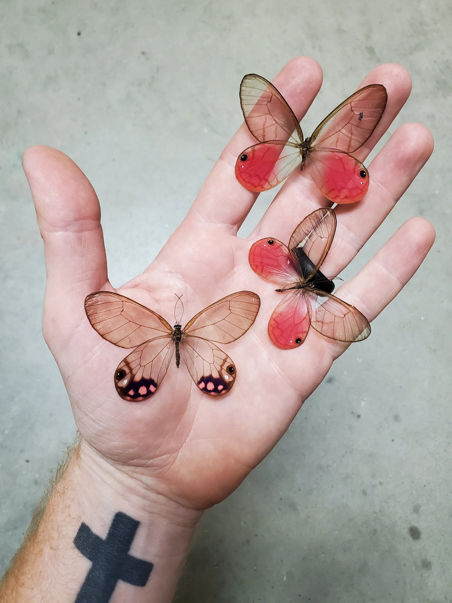 Mixed Lot of REAL Clearwing Butterflies, Random Selection, unspread