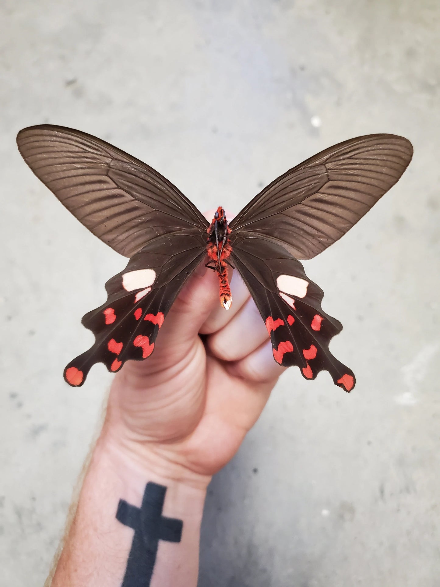 Mixed Atrophaneura Swallowtail Species 'Vampire Butterfly' Assortment of REAL red and black butterflies