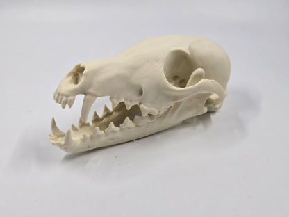 Fox Skull Replica, Full Size, Fossil Bone Specimen