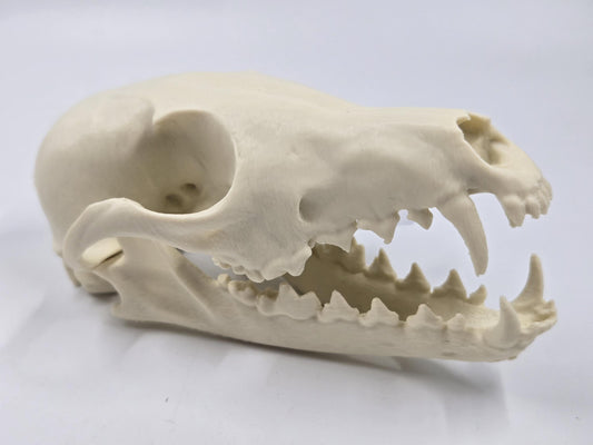 Fox Skull Replica, Full Size, Fossil Bone Specimen